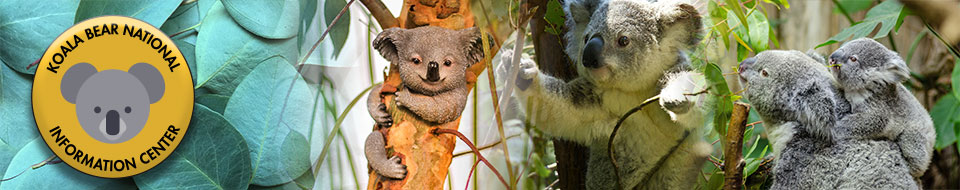 Koala site banner