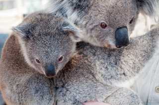 Two Koalas